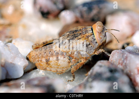 Stone grasshopper, Trachypetrella sp. in the quartz fields of the Knersvlakte region, Namaqualand, South Africa Stock Photo