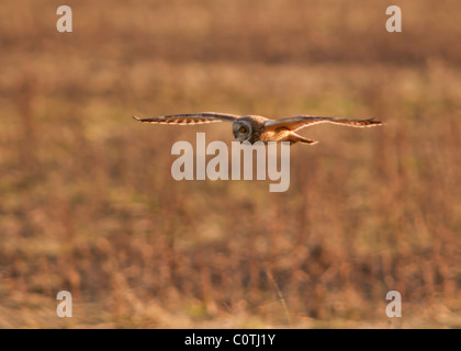 Wild Short Eared Owl hunting over rough grasslands in North Lincolnshire Stock Photo
