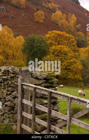 Wooden farm gate, old dry stone wall and Autumn colour in Lake District, Cumbria, England, UK Stock Photo