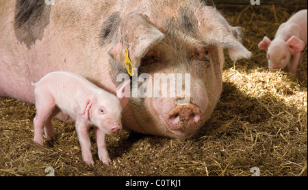 Gloucester Old Spot cross sow and her piglets Stock Photo