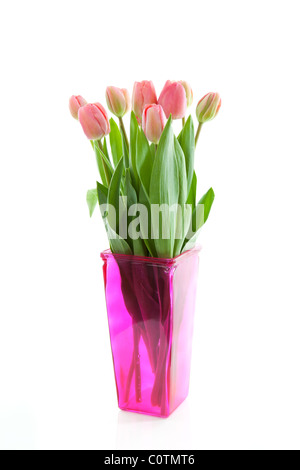 Dutch tulips in pink vase isolated on white background Stock Photo