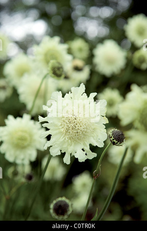 Giant Scabious Cephalaria Gigantea Flower Detail