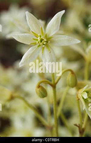 Clematis 'Moonbeam' (Old man's beard, Traveller's joy, Virgin's bower). April Stock Photo