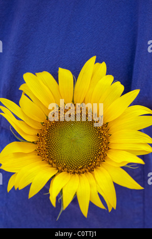 Sunflower in purple shirt pocket. India Stock Photo