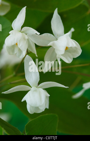 Epimedium × youngianum 'Niveum' AGM (Snowy Barrenwort, Bishop's mitre) May Stock Photo