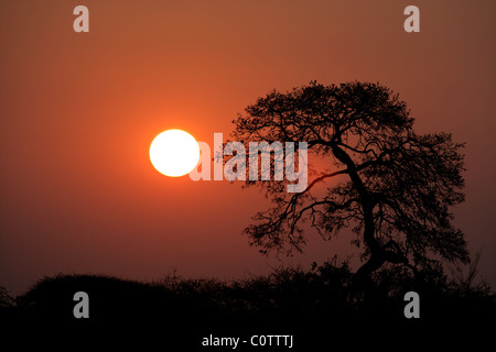 Sunset with silhouetted African savanna trees, Kruger National park, South Africa Stock Photo