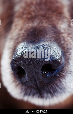 Close-up of a terrier dog's wet nose Stock Photo