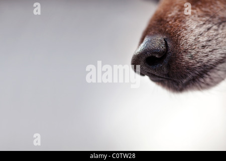 Close-up of a terrier dog's wet nose, colors reminiscent of a fox Stock Photo