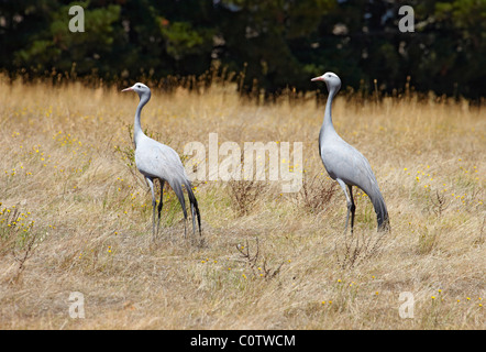 Blue Cranes - the national bird of South Africa. Oak Valley Estate, Elgin, Western Cape, South Africa. Stock Photo