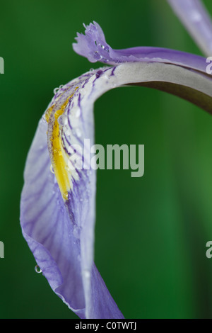 Iris missouriensis Missouri flag, Rocky mountain iris syn.Iris montana May Stock Photo