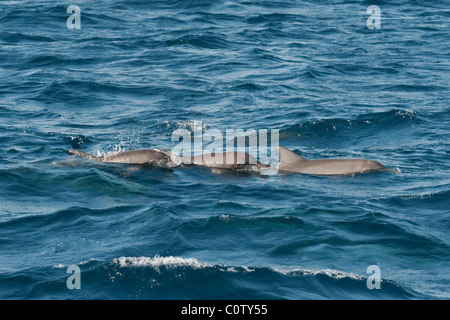 Indo-Pacific Bottlenose Dolphins, Tursiops aduncus, surfacing, Maldives, Indian Ocean.