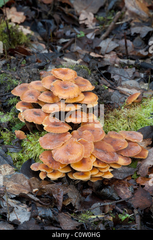 Velvet Shank (Velvet Foot) Flammulina velutipes fruiting bodies growing on earth covered wood Stock Photo