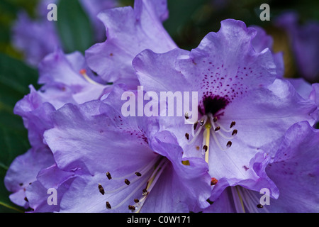 A cluster of rhododendron Muncaster Mist flowers Stock Photo