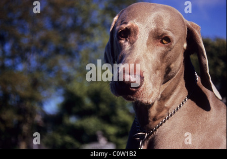 Weimaraner dog. The grey Ghost and Weimaraner Vorstehhund. Hunting/gun dog. Stock Photo