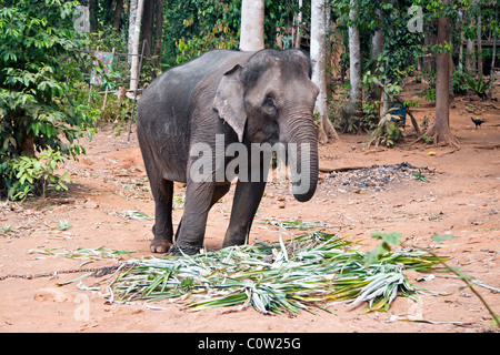 Ban Kwan Elephant Camp, Ko Chang, Thailand Stock Photo