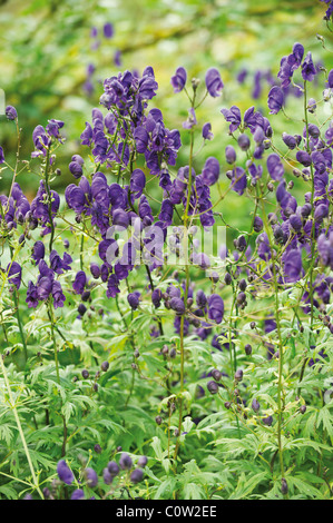 Detail of Aconitum Spark’s variety plant Stock Photo