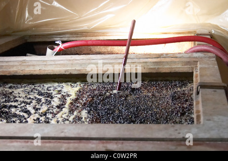 pinot noir fermenting must and grapes with thermometer  nuits-st-georges cote de nuits burgundy france Stock Photo