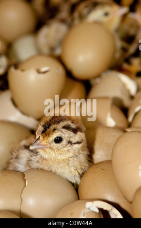 pheasant hatching eggs