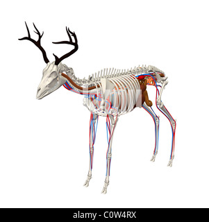 deer anatomy organs with transparent lungs Stock Photo