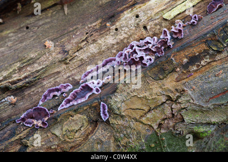Silver Leaf Fungi Chondostereum purpureum fruiting bodies growing on a Willow tree trunk Stock Photo
