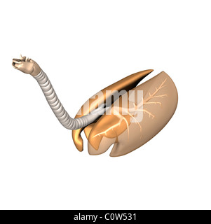 horse anatomy respiratory transparent lungs Stock Photo - Alamy