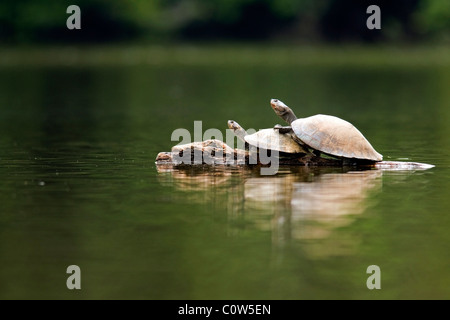 River Turtles - La Selva Jungle Lodge, Amazon Region, Ecuador Stock Photo