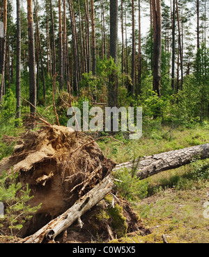 Pine wood in the afternoon Stock Photo