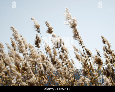 common reed (phragmites australis) in the wind, against clear sky, winter season Stock Photo