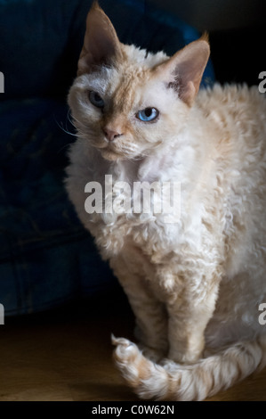 Devon Rex mature female cat caught in side light with big blue eyes Stock Photo