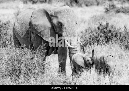 Elephants and Elephant Pack/Family Samburu National Reserve, Kenya, Africa Stock Photo