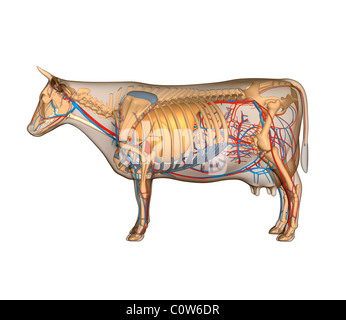 Anatomy of the cow circulary heart circulation Stock Photo: 34975432