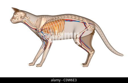 Anatomy of the cat heart circulation respiratory Stock Photo