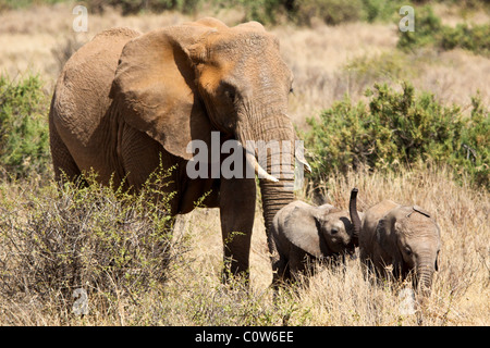 Elephants and Elephant Pack/Family Samburu National Reserve, Kenya, Africa Stock Photo