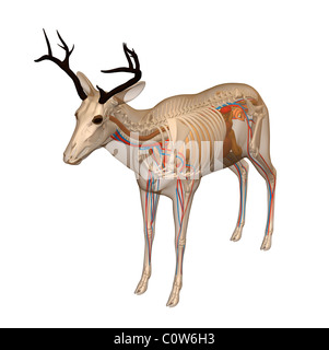 deer anatomy respiratory lungs skeleton transparent body Stock Photo ...