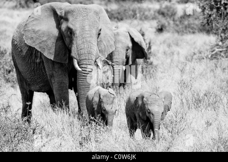 Elephants and Elephant Pack/Family Samburu National Reserve, Kenya, Africa Stock Photo