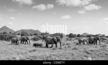 Elephants and Elephant Pack/Family Samburu National Reserve, Kenya, Africa Stock Photo