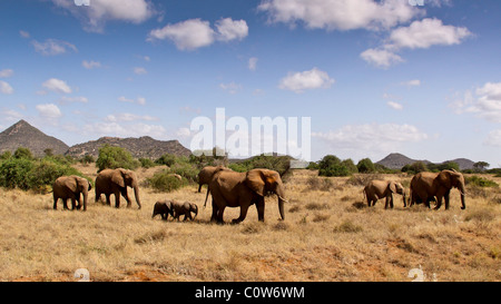 Elephants and Elephant Pack/Family Samburu National Reserve, Kenya, Africa Stock Photo