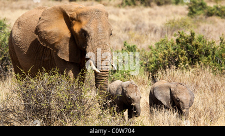 Elephants and Elephant Pack/Family Samburu National Reserve, Kenya, Africa Stock Photo