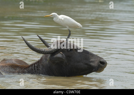 Cattle Egret standing on a Water Buffalo's head, Sri Lanka Stock Photo