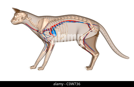 Anatomy of the cat heart circulation skeleton Stock Photo