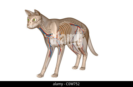 Anatomy of the cat heart circulation respiratory skeleton Stock Photo