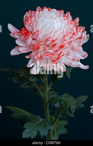 Chrysanthemum flower (Chrysanthemum sp.), hybrid form