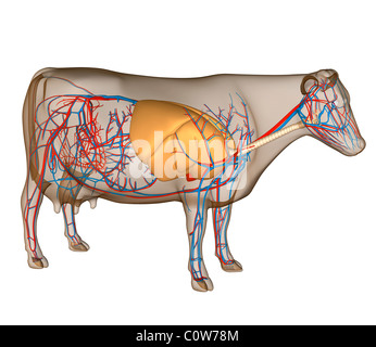 respiratory cow anatomy alamy lungs circulary