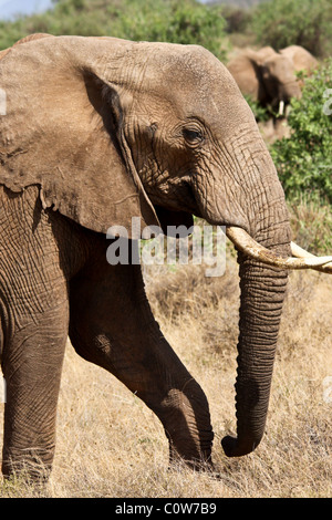 Elephants and Elephant Pack/Family Samburu National Reserve, Kenya, Africa Stock Photo