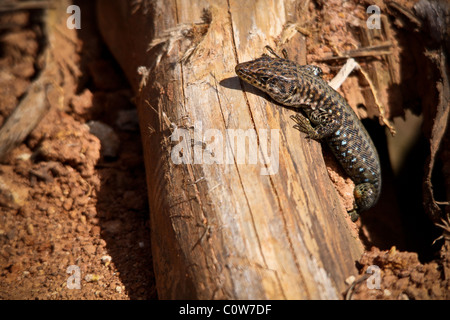 Lizard, Lake Nakuru, Kenya, Africa Stock Photo