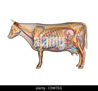 Anatomy of the cow circulary heart circulation Stock Photo