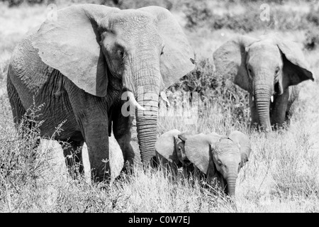 Elephants and Elephant Pack/Family Samburu National Reserve, Kenya, Africa Stock Photo