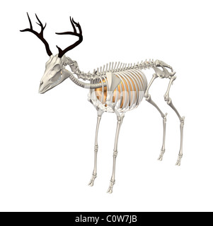 deer anatomy respiratory lungs transparent body Stock Photo: 34976376 ...