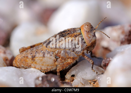 Stone grasshopper, Trachypetrella sp. in the quartz fields of the Knersvlakte region, Namaqualand, South Africa Stock Photo