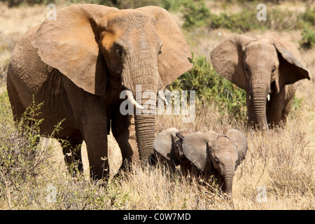 Elephants and Elephant Pack/Family Samburu National Reserve, Kenya, Africa Stock Photo